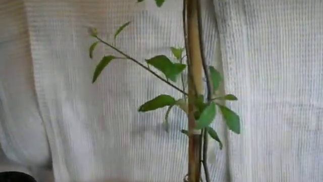 Паслен Рантонетти(Lycianthes rantonnetii). Формирование штамба. смотреть онлайн