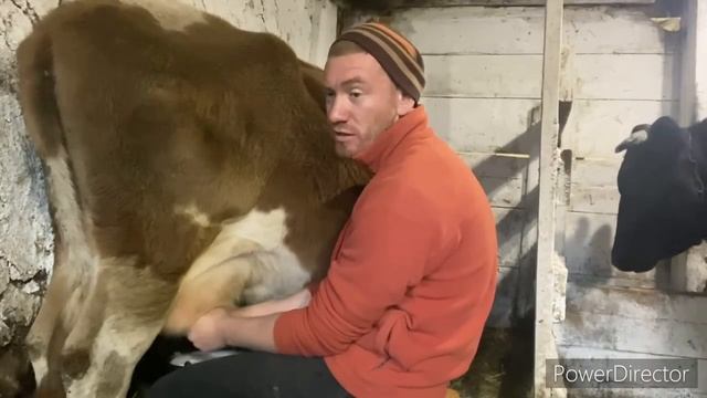 ЕЩЁ ДОКУПИЛ СЕНО НА 38.000₽// ДОЮ КОРОВУ РУКАМИ// КОРОВЫ БУДУТ ГРЯЗНЫЕ, НО СЧАСТЛИВЫЕ смотреть онлайн