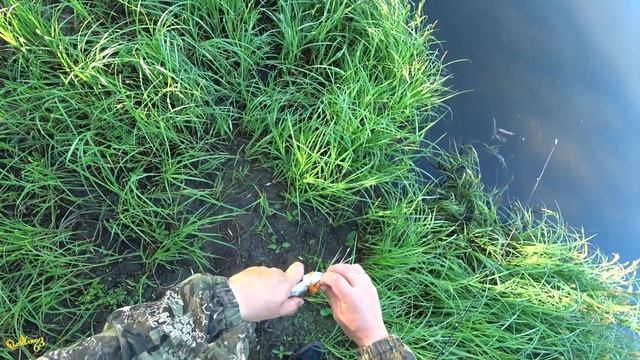 Вот мы и закрыли спиннинг с берега. Рыбалка в начале лета на хищника смотреть онлайн