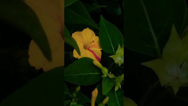 New species of Mirabilis jalapa смотреть онлайн