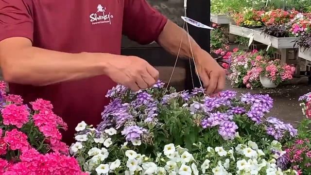 Beautiful Verbena - How To Keep Verbena Looking Great All Summer