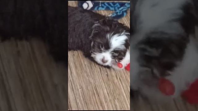 первые дни дома щенка Mp4