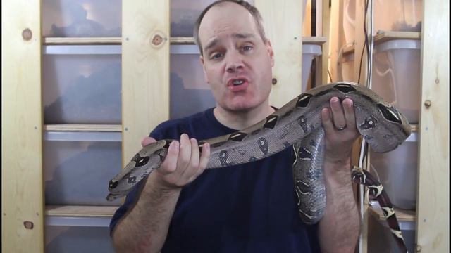 COMMON SENSE Approach to Feeding Your BOA CONSTRICTOR! смотреть онлайн