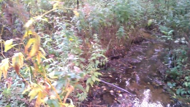 берегите лес. смотреть онлайн