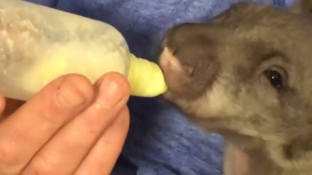История вомбата по кличке Макс, которого нашли фермеры! Стоит ли заводить крупного грызуна в доме! смотреть онлайн