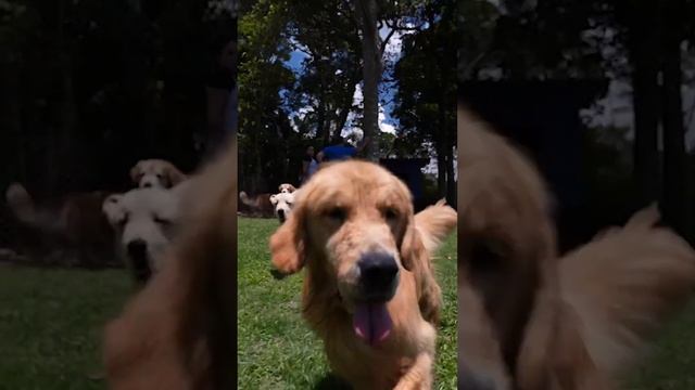 O paraíso dos Goldens !! #goldenretriever #goldens #goldenretrievers #goldenretrieverpuppy смотреть онлайн
