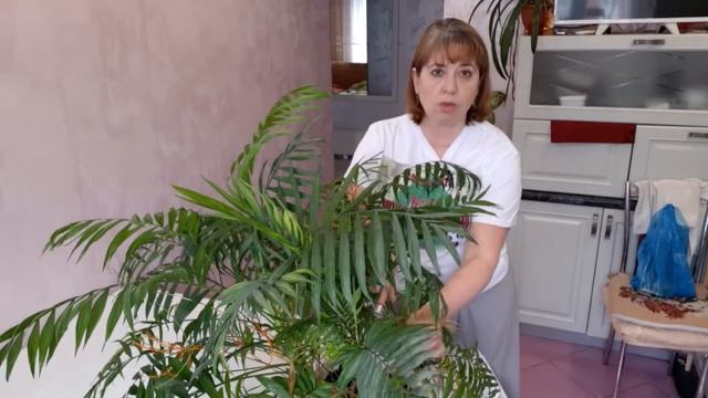 Хамедорея. Пальма. Мои домашние хлопоты смотреть онлайн