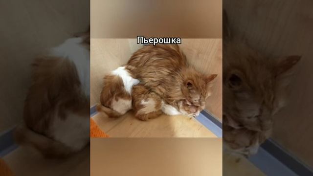 21 августа — Всемирный День бездомных животных смотреть онлайн
