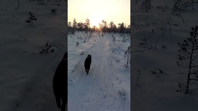 прогулка мороз - 37*