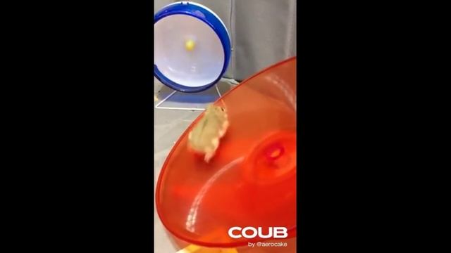 ПОДБОРКА НОВЫХ ПРИКОЛОВ С ЖИВОТНЫМИ. КОРОТКИЕ ВИДЕОРОЛИКИ #Shorts (#21) смотреть онлайн