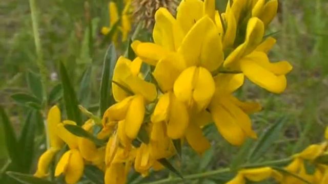 Genista Tinctoria Wulfen @ Fiori E Piante Della Montagna Bellunese 29.04.2013