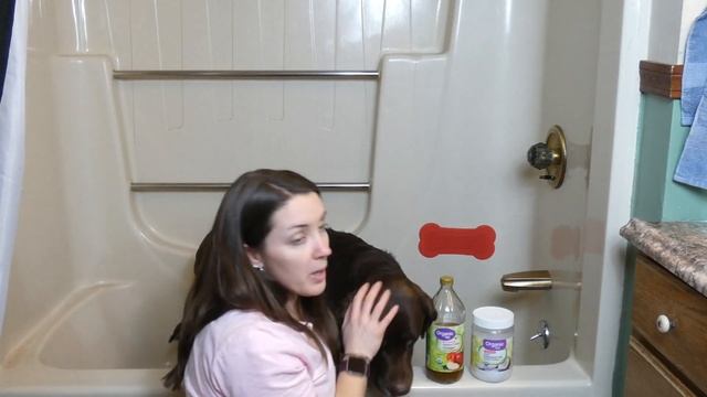 3 Dog Yeast Infection Home Remedies and Treatments (2022) смотреть онлайн