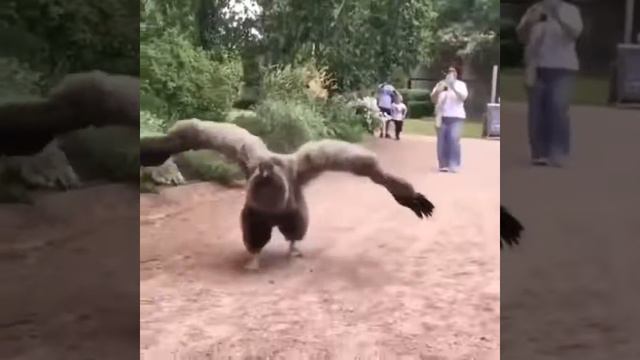 Андский кондор