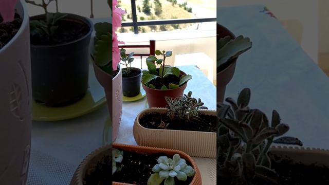 mini orkide#cüce orkide yapay çiçek gibi 👍🛎🥰#phalaenopsis#zebra sukulent#haworthia fasciata#panda смотреть онлайн