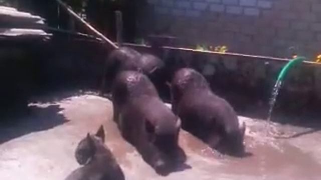 Бульдог и Хрюшки смотреть онлайн