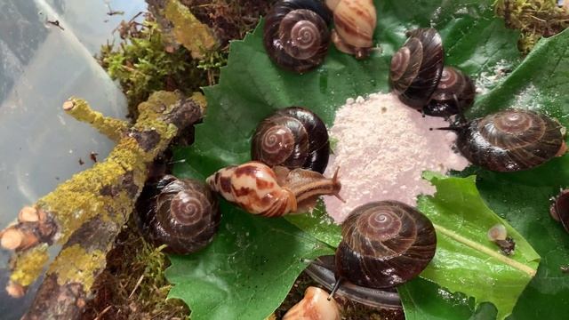 Вся коллекция улиток. смотреть онлайн