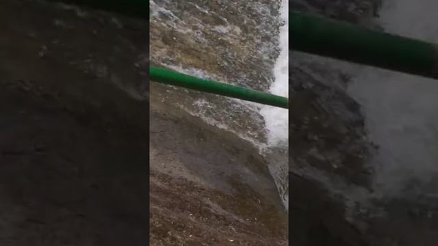 летающие рыбы. смотреть онлайн