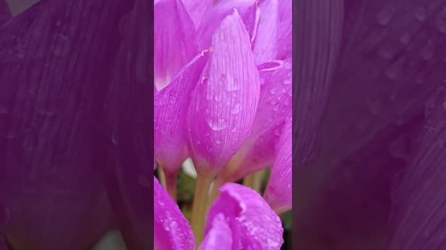 6 декабря 2022 г. стихи ВЕТЕР ПЕРЕМЕН смотреть онлайн