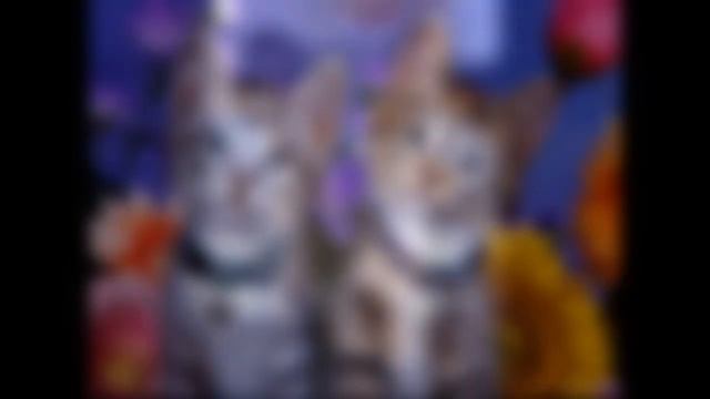 Разные аниме животные во сном-ном кошки смотреть онлайн