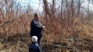 Добыча краснотала для плетеной ивы