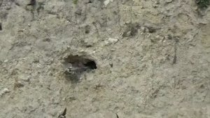 гнезда птиц какие птицы строят гнёзда в почве как птицы вьют гнезда как птицы строят гнезда