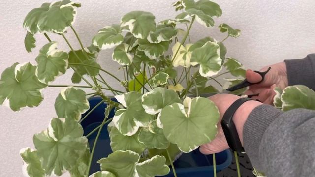 Вынужденная зимняя обрезка пестролистной пеларгонии смотреть онлайн