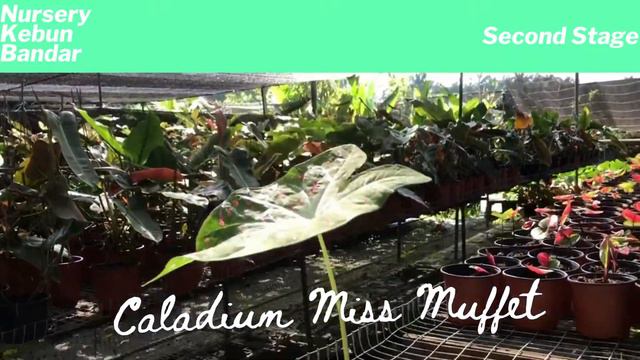 Nursery Kebun Bandar - Caladium Miss Muffet смотреть онлайн