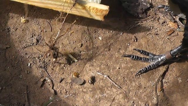 каково домашнему вОрону на пасеке жить смотреть онлайн