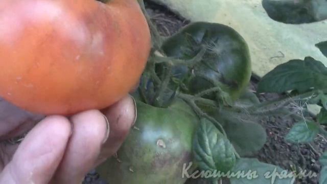 Томаты Blue Sky (Голубые небеса) и Sun Blue (Голубое солнце) смотреть онлайн