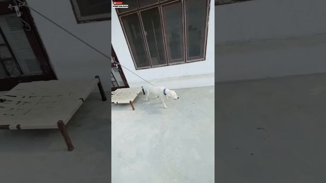 Cutest Street Dog Puppies ? | #296 смотреть онлайн