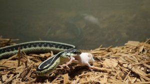 |Live Feeding| Garter Snake Eats MOUSE While Still ALIVE