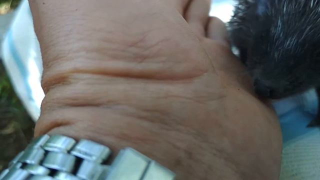 Товарищъ ёжъ приходит в гости смотреть онлайн