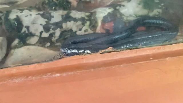 Nairobi National Museum, Snake Park and Botanical Gradens - Things to do in Nairobi! смотреть онлайн