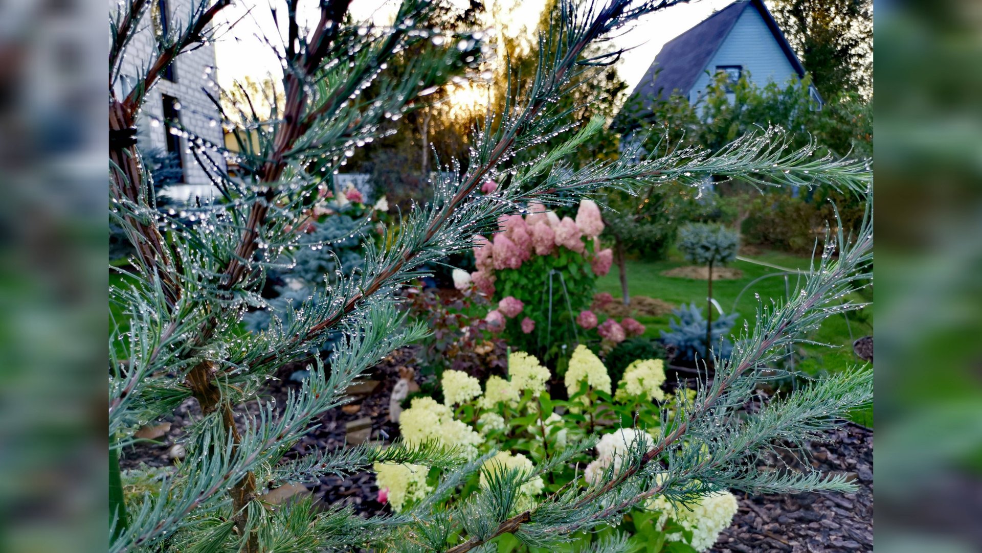 Хвойный сад!🌲Обзор!🍁 Поливаю! ☔15 сентября 2024г смотреть онлайн