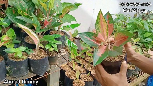 INTIP INTIP KEBUN TANAMAN HIAS YANG RIMBUN