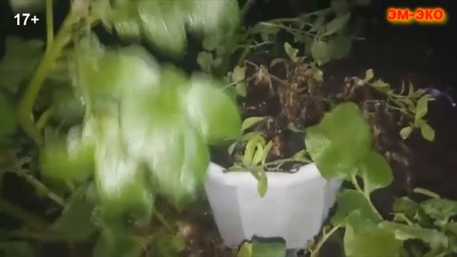 эм эко, отзывы - реальные. Размножение картофеля. Из одного клубня, целое поле, засеять можно. смотреть онлайн