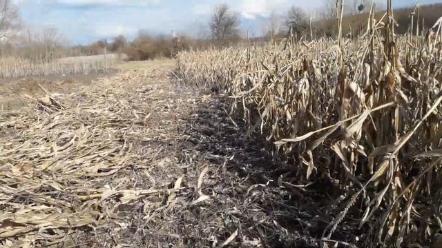 Мотокоса для уборки стеблей кукурузы.Как косить с удовольствием. смотреть онлайн