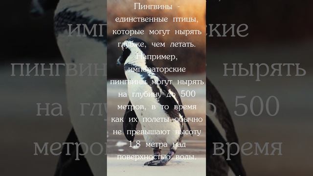 Факт о пингвинах.