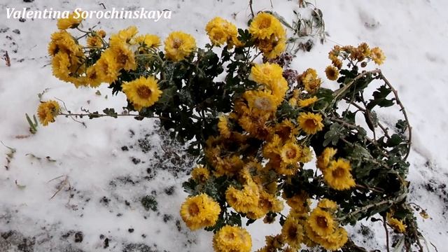 Цветы в снегу/ Природа удивляет/ Левенцовка/ Ростов-на-Дону смотреть онлайн