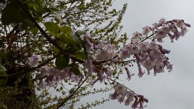 Paulownia Tomentosa Flori, Albine смотреть онлайн
