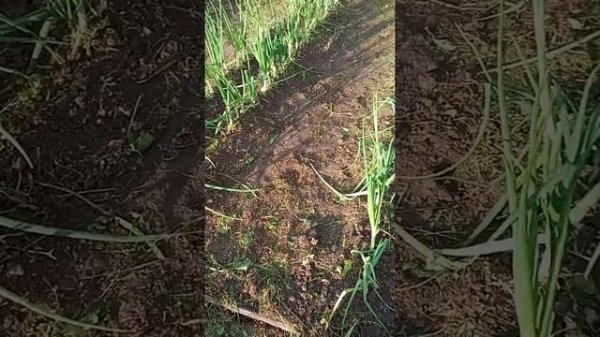 нет ШтутгартенРизену да Бессоновскому.