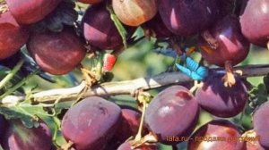 Крыжовник обыкновенная Северный капитан ? обзор: как сажать, саженцы крыжовника Северный капитан