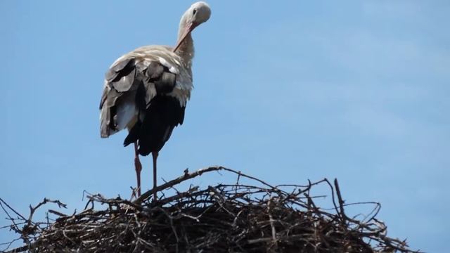 Аист Белый Высиживание Яиц смотреть онлайн