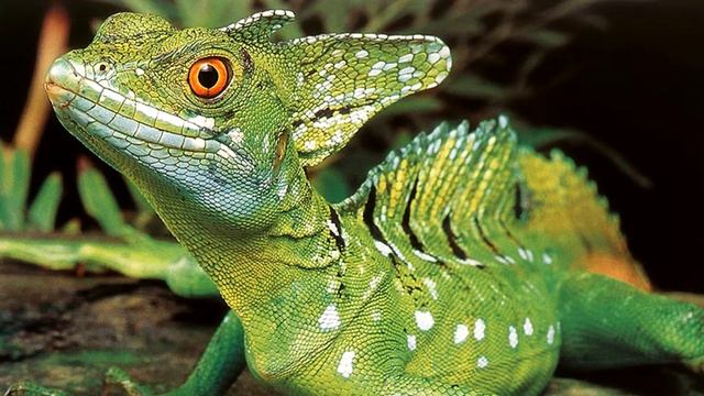 Интересные факты о Ящерицах смотреть онлайн
