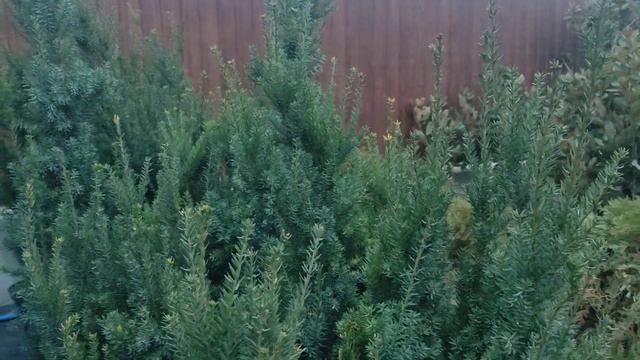 тис ягодный Фастигиата робуста.