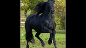 Вика Цыганова - Конь Вороной