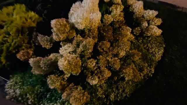 Front & Back Garden Tour @ Night - End of August 2020 🌙 🌱 🌸🤩 смотреть онлайн