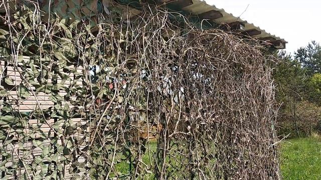 Подстригла декоративный виноград на беседке. Дела на дачном участке. Май 2021г смотреть онлайн