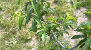 Первый этап летней обрезки персика, нектарина!