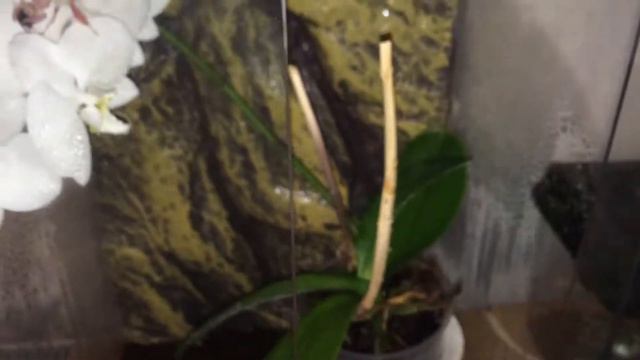 Orchid Mantis Setup смотреть онлайн